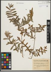 Foto von Salix purpurea subsp. amplexicaulis (Bory) C. K. Schneid.